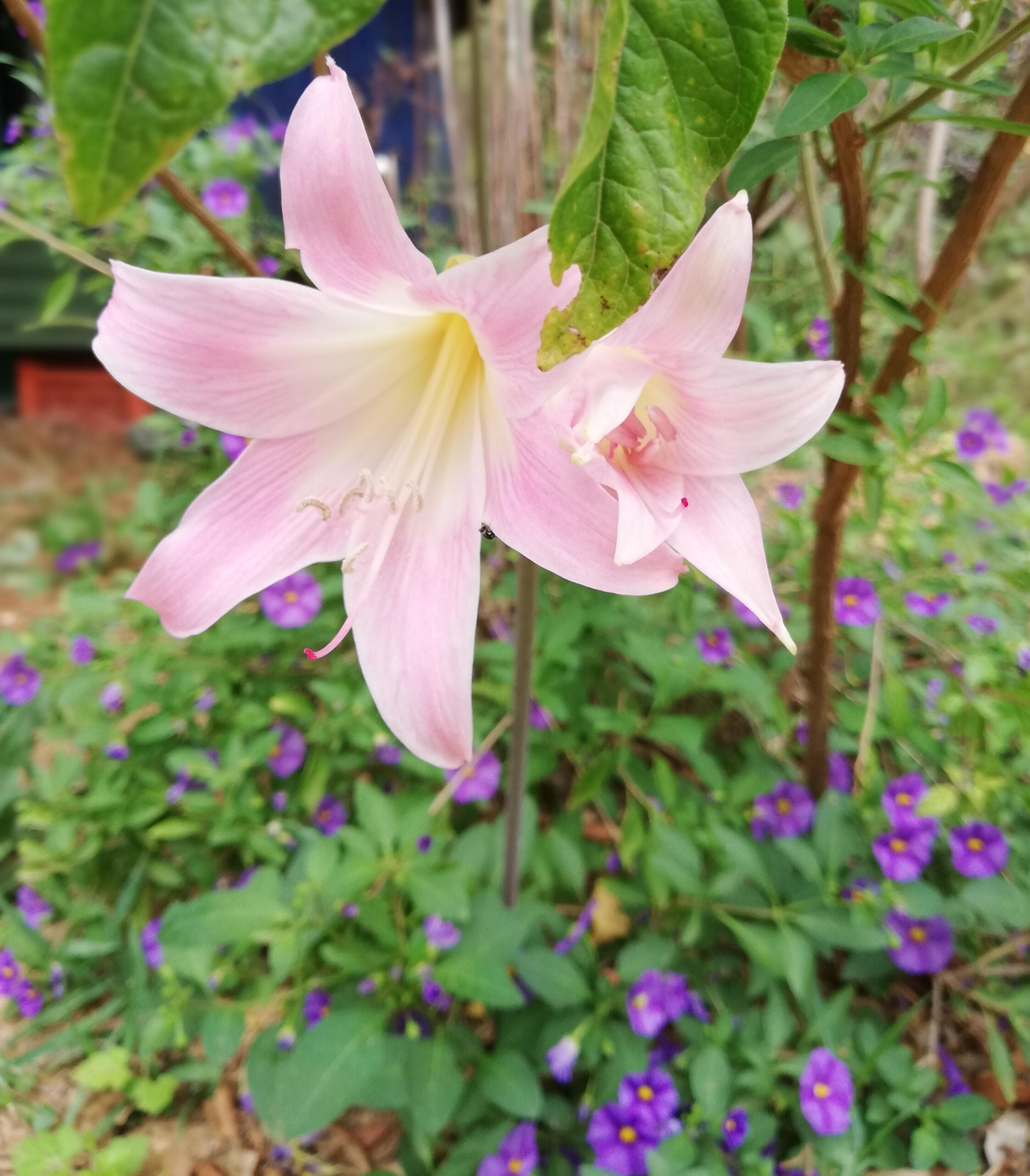 Surveiller les courgettes c'est un vrai métier